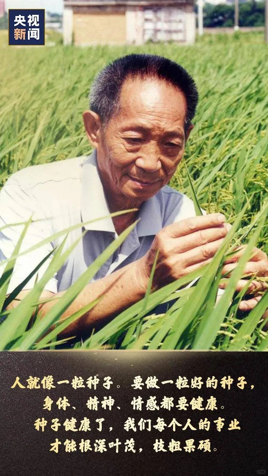 袁隆平爷爷的遗产被贼人盗窃
间谍为谋取私利，利用职务之便盗取我国杂交水稻亲本种子