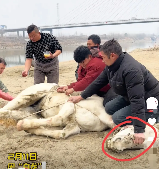 “白龙马”归位！
有三点可疑现象
网上说白龙马病于心绞炎，但是他的脖子为何血迹斑