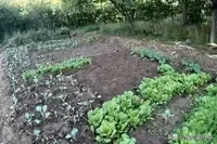 6月13日消息，据悉，去年10月21日晚间，黄某在巡视自家菜园时，意外发现王某正