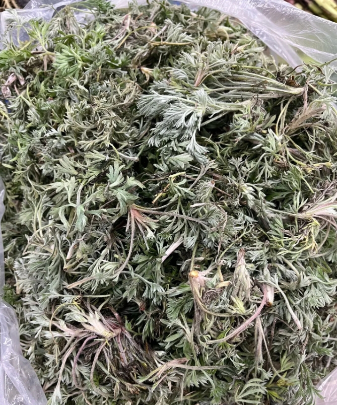 天哪，从来没见过，这是啥野菜？
 
昨晚一进院子，就瞅见家门口放着个鼓鼓囊囊的袋
