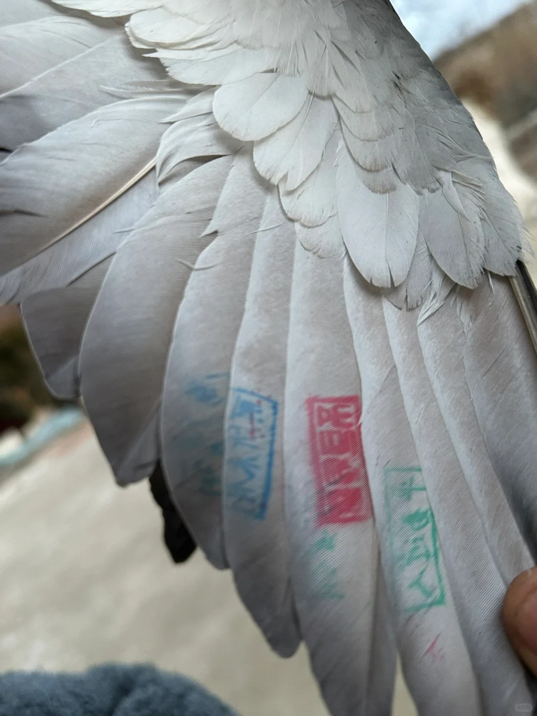 捡到一只信鸽咋办？
家里飞来了一只信鸽 脚上有绿色的环 翅膀上还有盖章 咋办 不