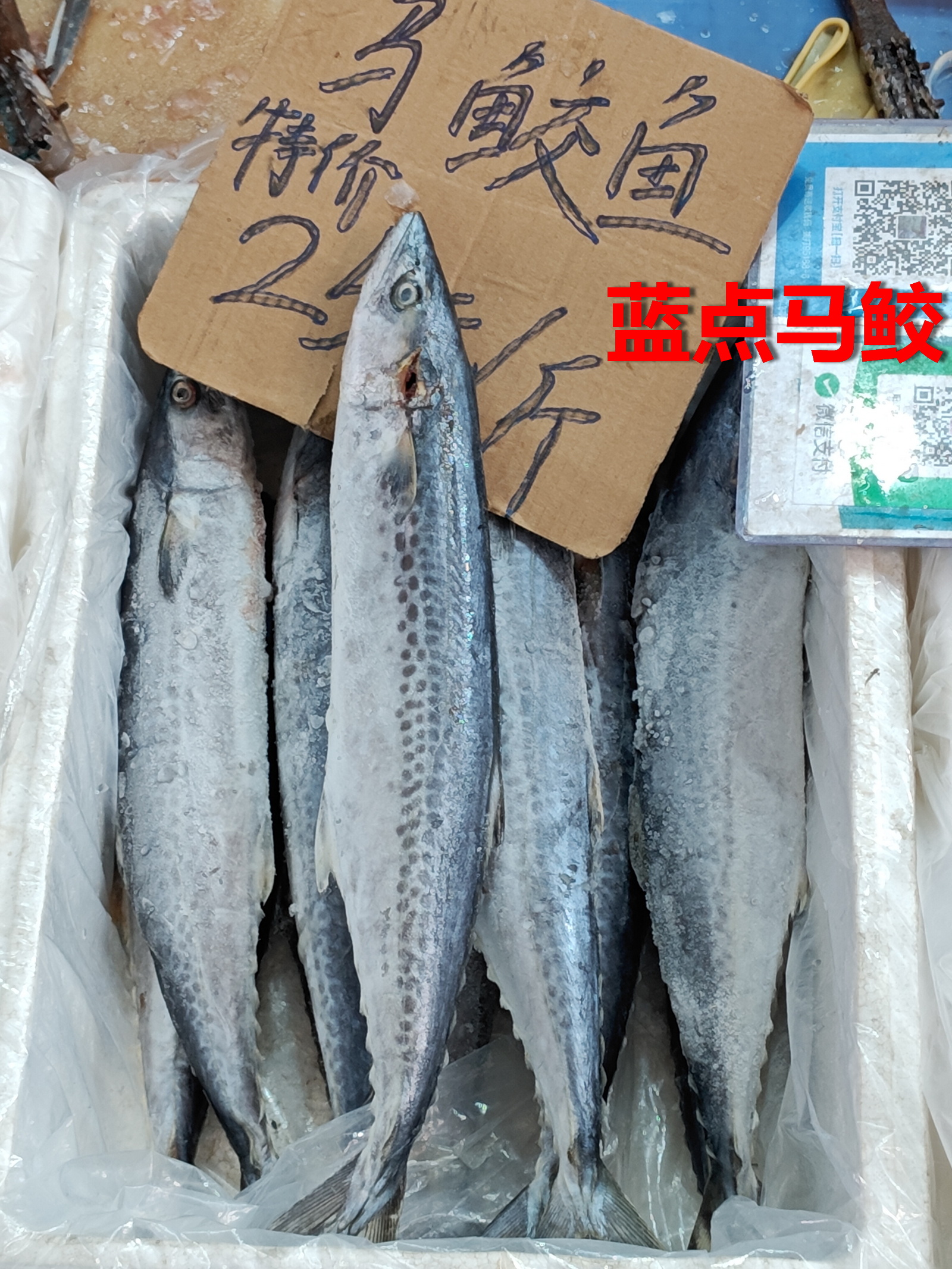 冷冻的蓝点马鲛，南海基本没分布，只汕头南澳岛一带有一点。蓝点马鲛的食味，在马鲛鱼