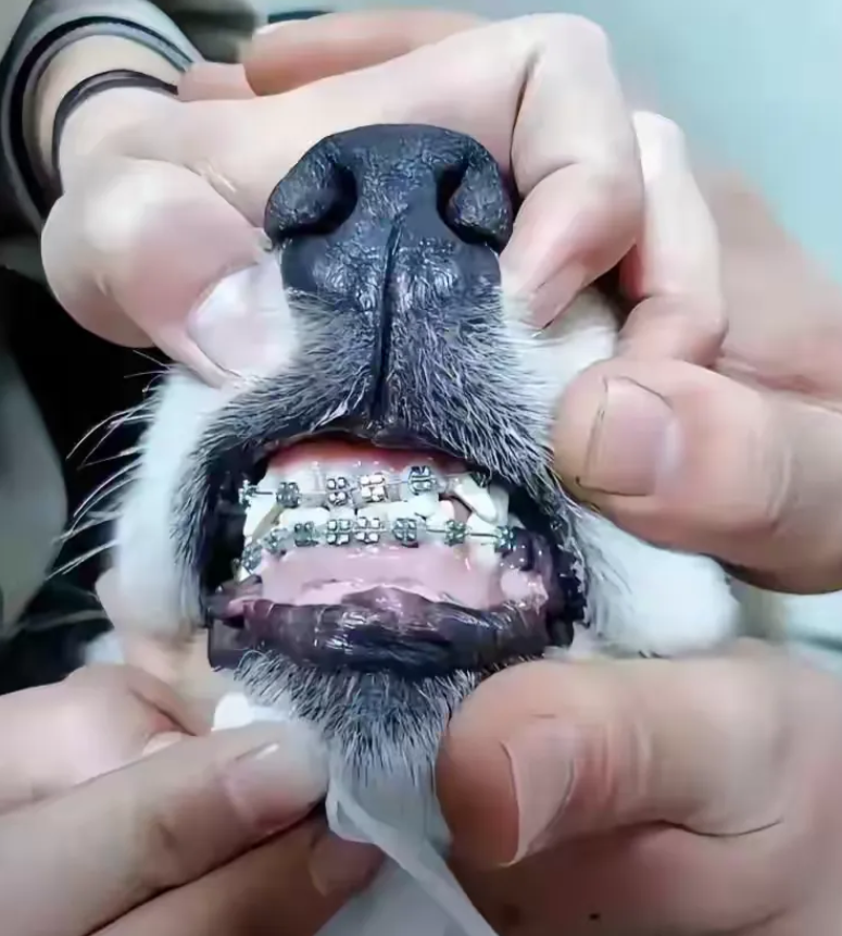 惊人一幕！在上海，一位爱宠心切的女士，竟因家中爱犬的牙齿排列不够整齐，萌生了一个