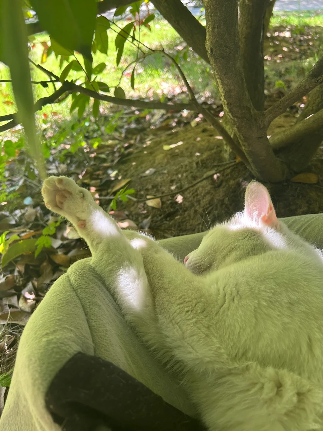 嗓子哥今天没早八