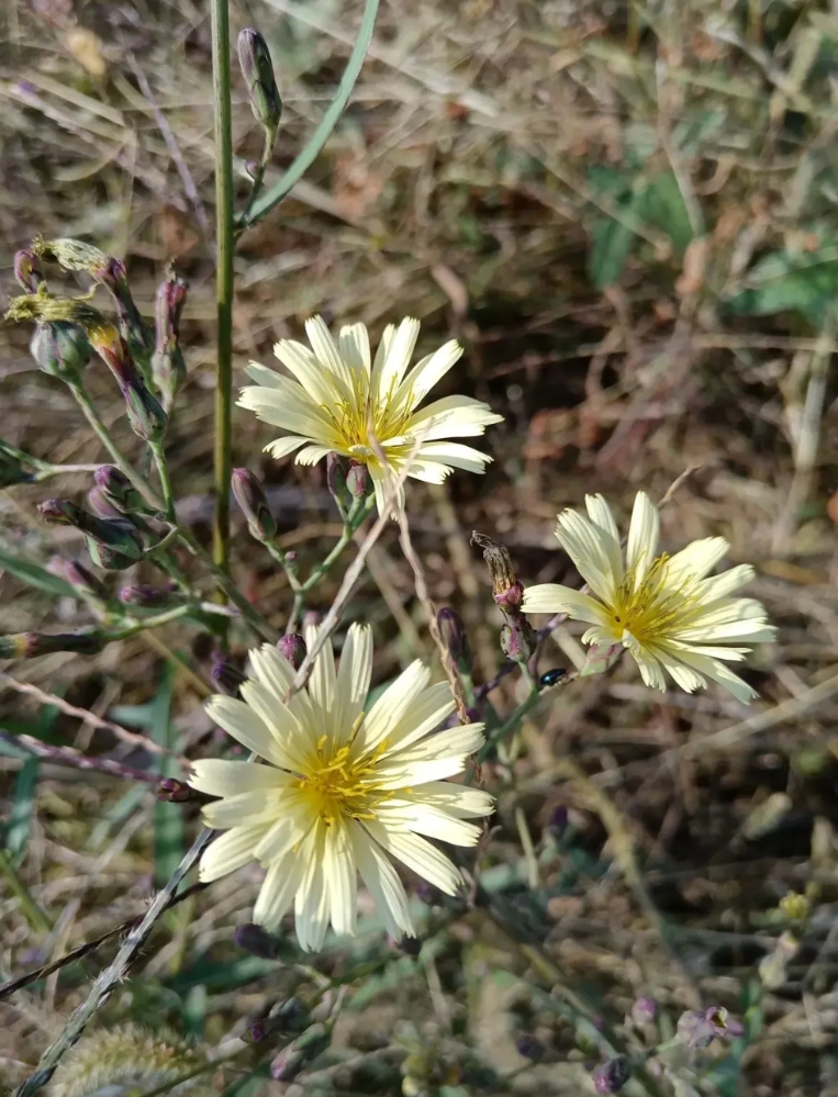 普通老师挣个荣誉
到底有多难…
    听小区的陈老师说，现在的老师为什么评个副