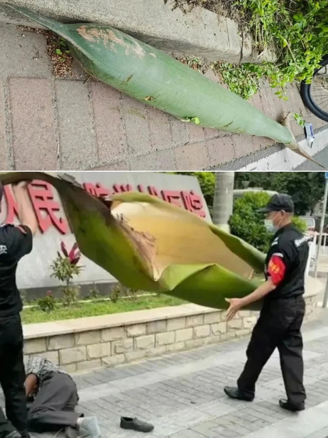 😵😵😵真的有被树叶砸晕的啊！🌽
集美们，不是开玩笑的，遇到这样树叶要小心