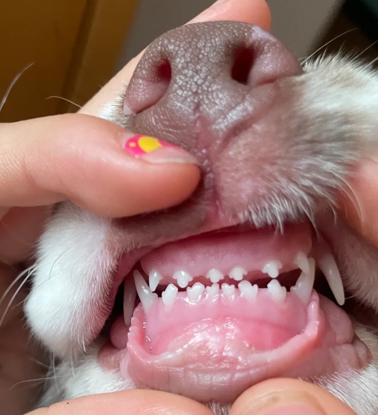 第一次仔细看幼犬的小乳牙