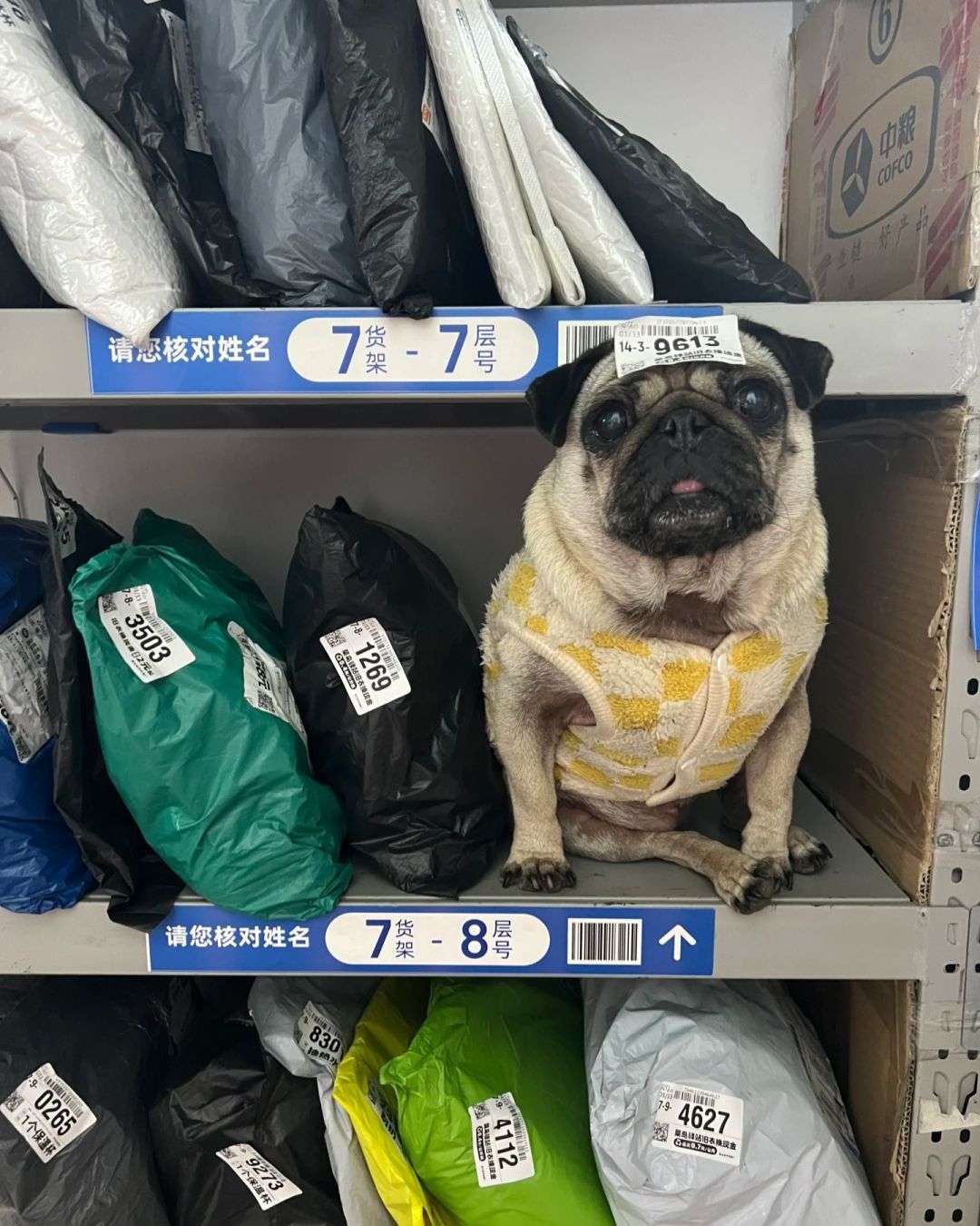 谁的快递，领一下！