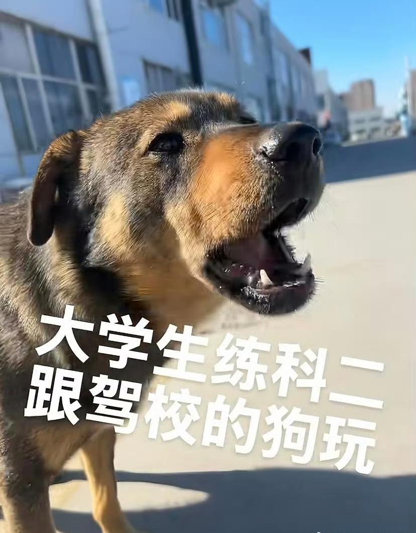 大学生有自己的练车搭子