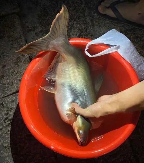 钓友们，大家帮忙鉴定一下，钓住的这条是什么鱼？