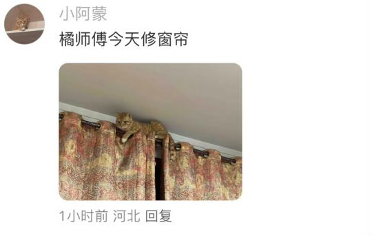 每家的小猫都有不同工作