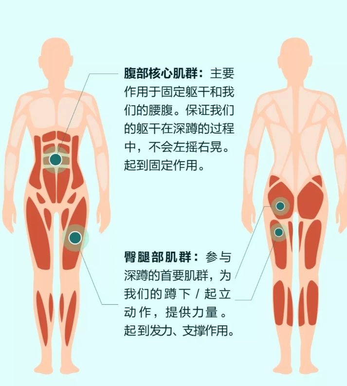 无氧运动宅家做：深蹲