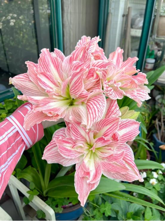 一棵朱顶红养8年，网友：单花比脸大，该火