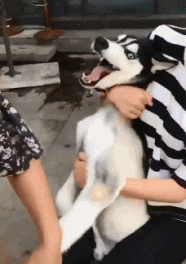 二哈：谁能来救救我