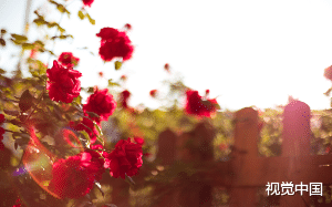 室友接连收到玫瑰花后，纷纷死亡......