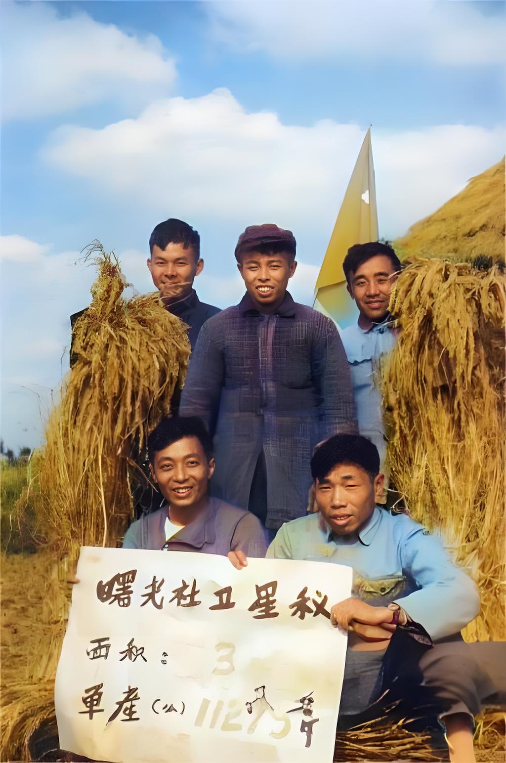 1958年冬，松江县亭林公社的高产田