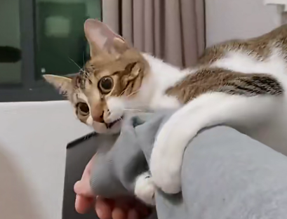 可爱但不太聪明伶俐