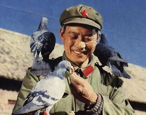 20世纪70年代，50只军鸽被派往核试验现场，当试验结束，返回的只有45只，5只