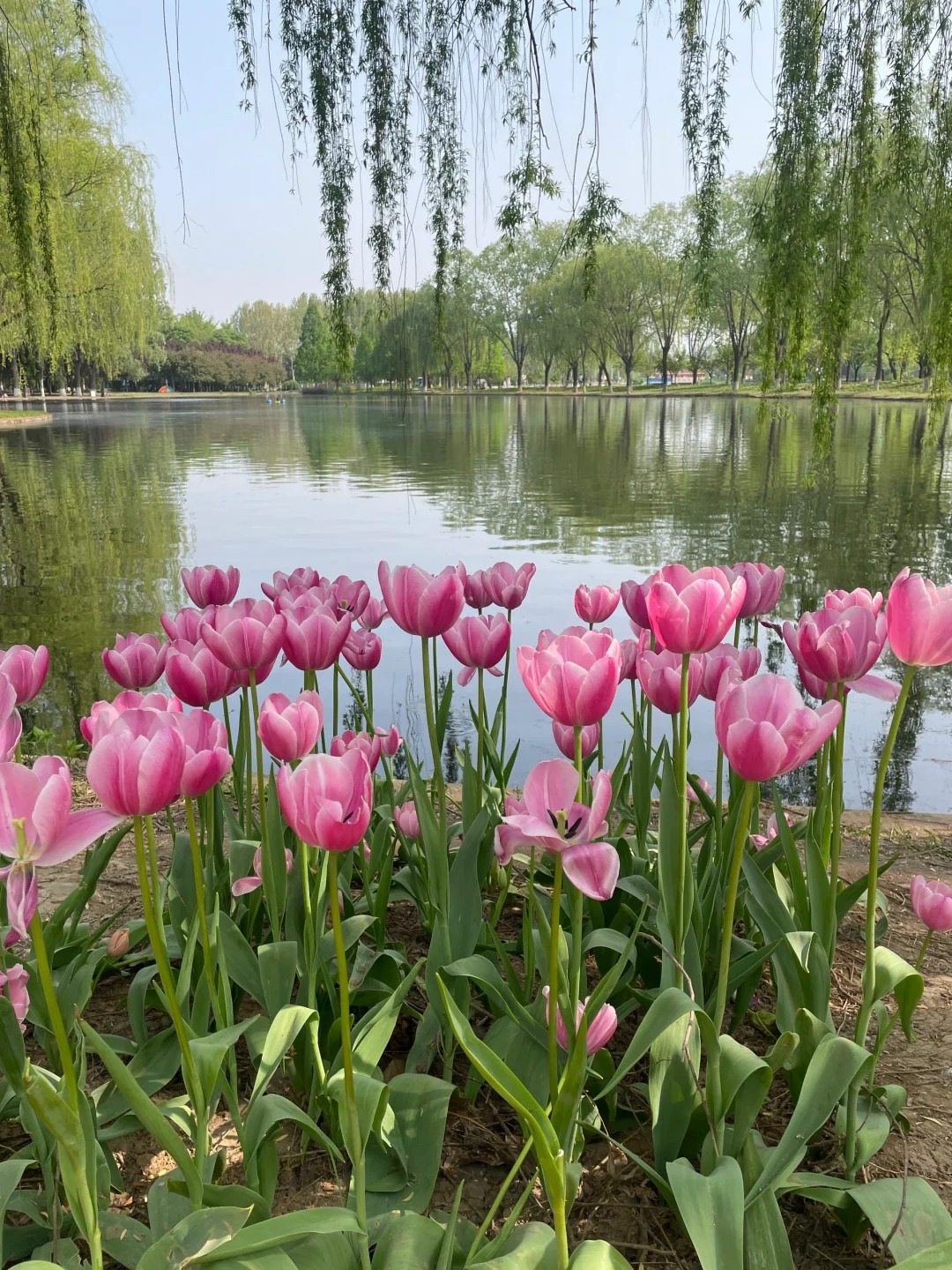 植物园的郁金香