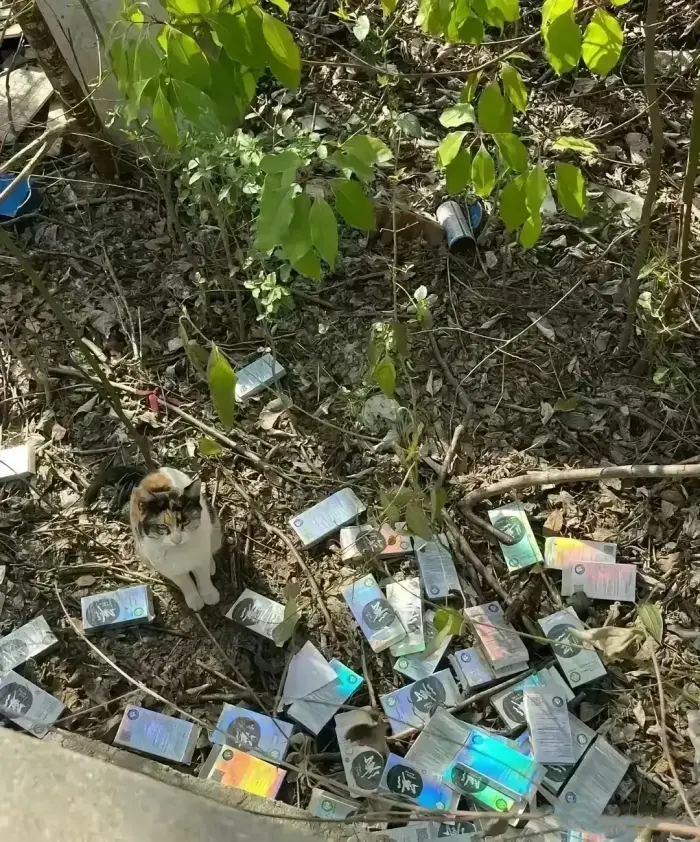 武汉某个技术学院后墙边的小河里，哎。整不了
