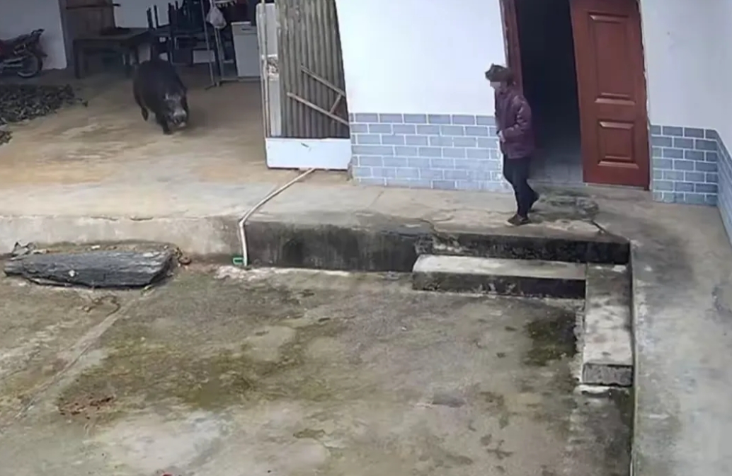老人遭野猪撕咬致死，家属：捕猎队猎犬追赶野猪进了家中

2024年11月24日上