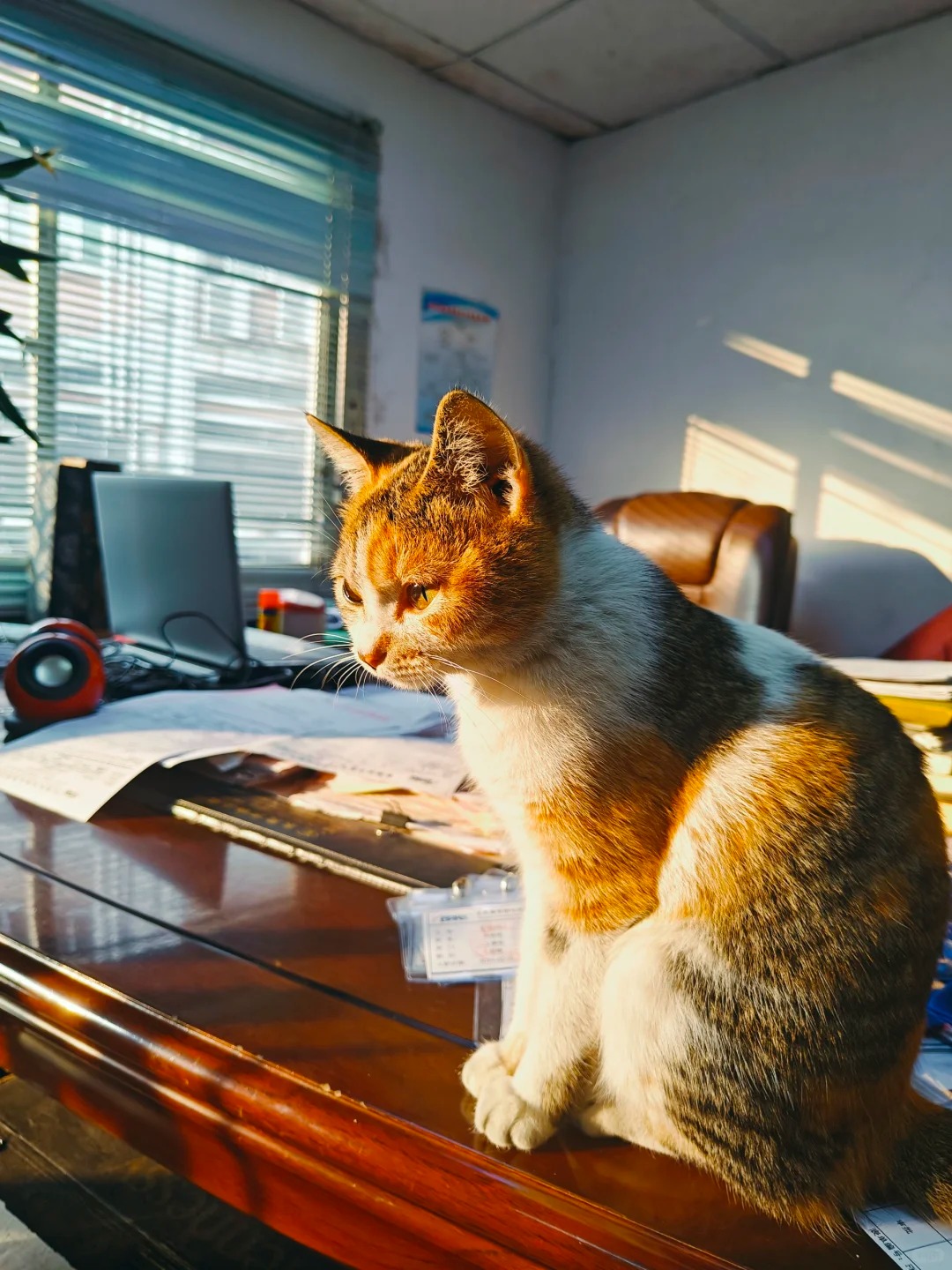 公司的团宠估计是被炖了
那个保安有吃猫的习惯，小花失踪了四五天，大家都很担心它。