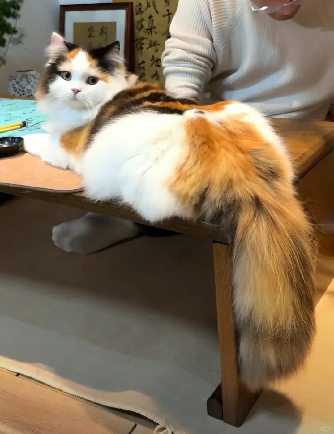 是谁在养长毛三花！！能不能让我也养养！！
家里两只了，想要在物色一只长毛三花，特