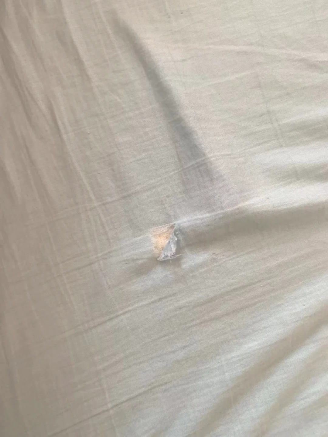 请大家暂停手上的事来批评这只小猫
他把床单抠了一个窟窿出来了
