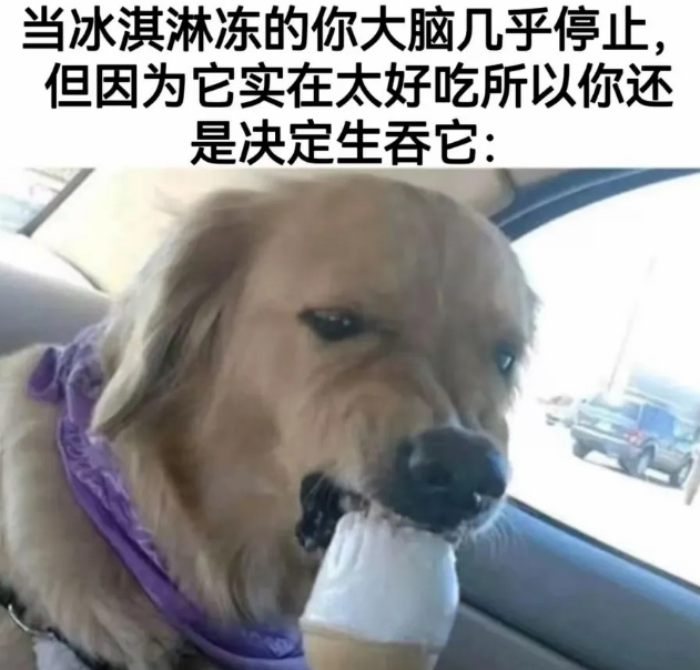 当狗子吃冰激凌时