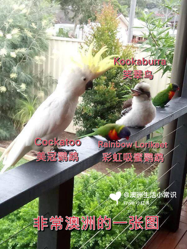 盘点澳洲自家后院就可以看到的鸟（二）
续上篇
图一是新闻里看到的，非常喜欢，因为