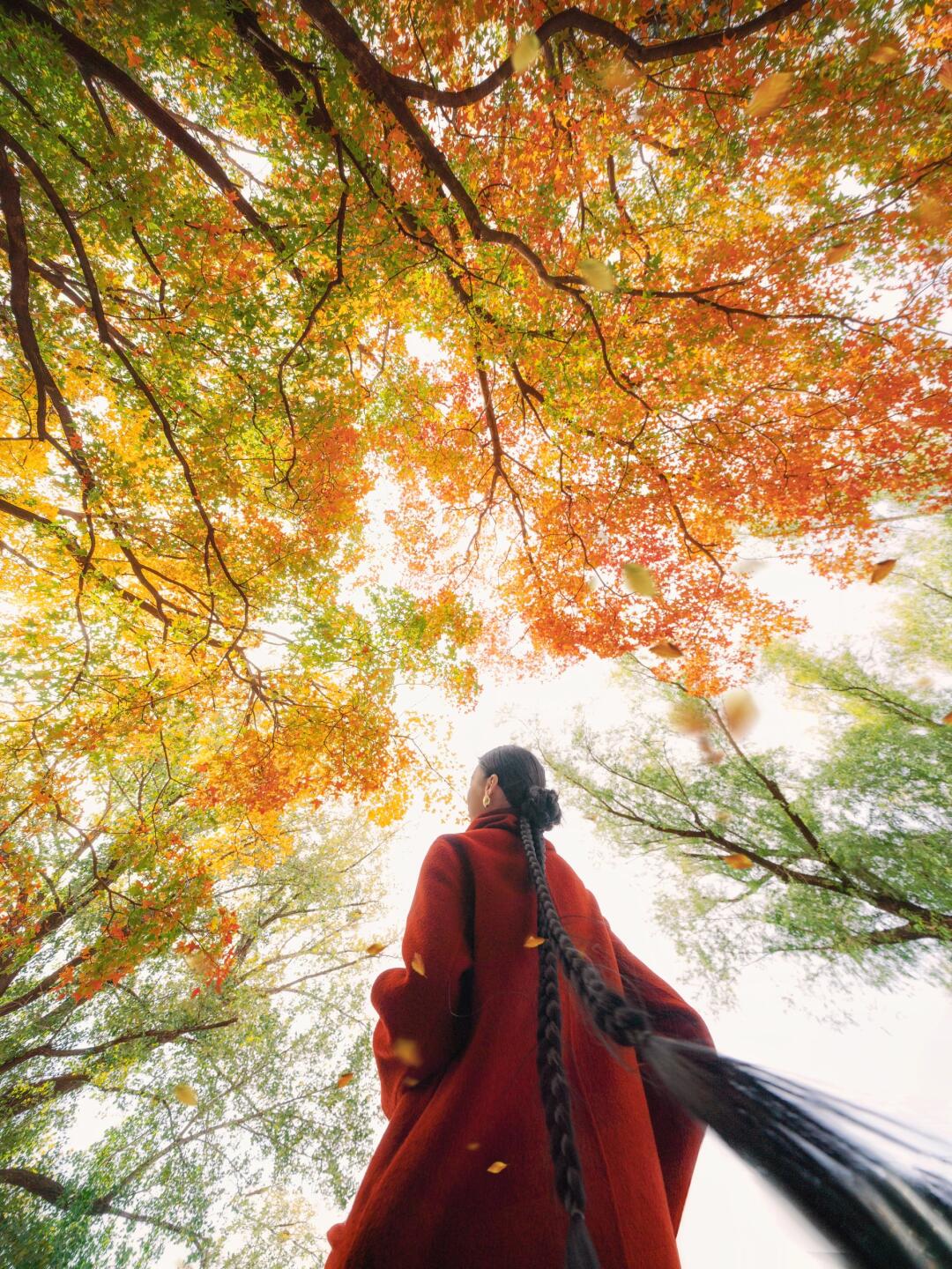 抬头赏秋🍁