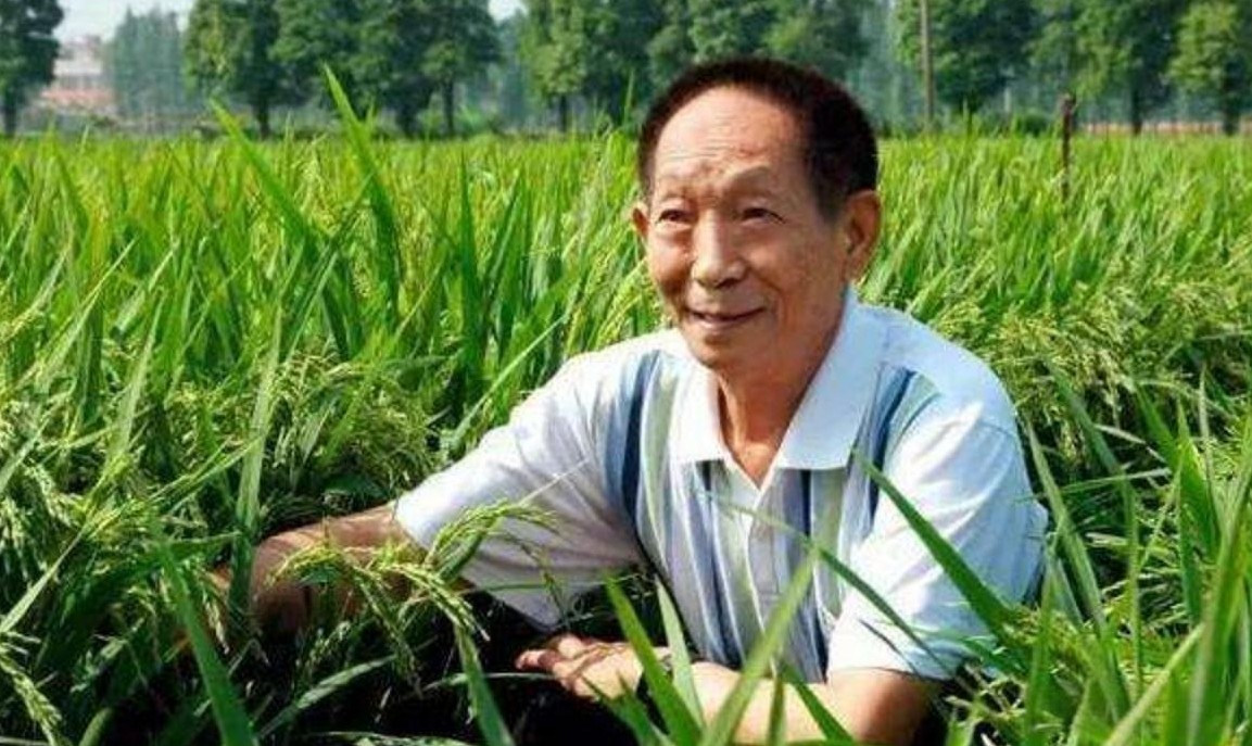 杂交水稻米不是没有只是你没认出来

                      