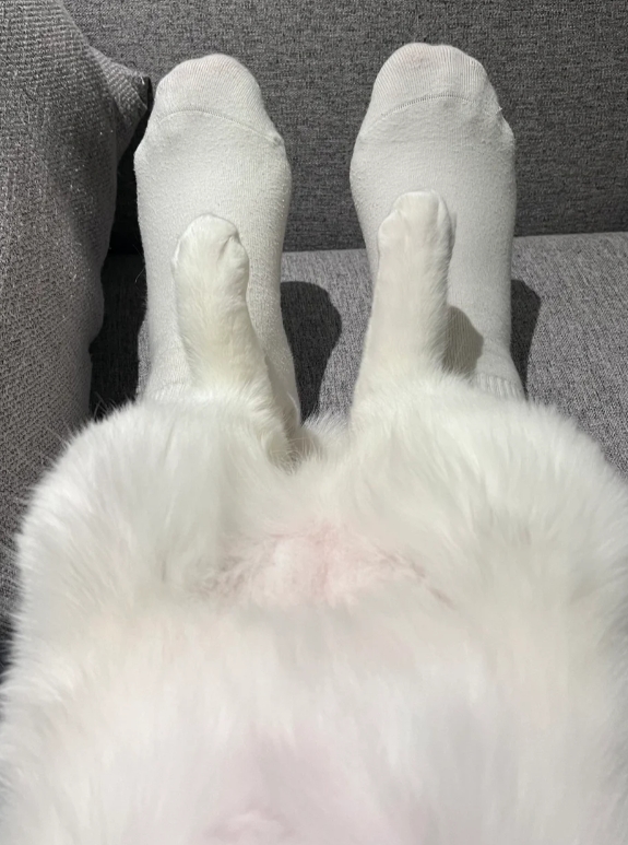 你家的猫脚脚白吗？