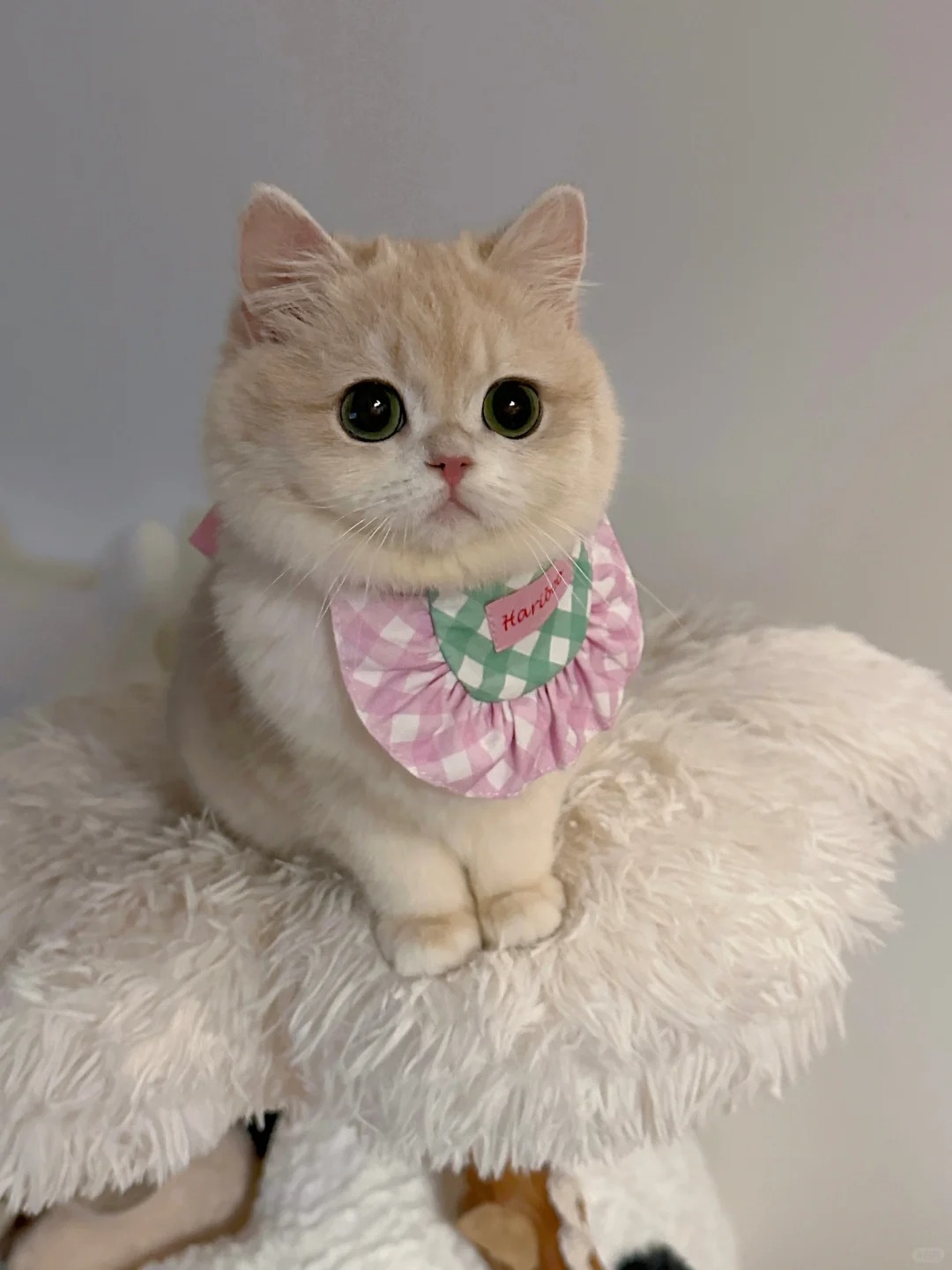 这真的不是玩具小猫吗
真的太太太太可爱咯～