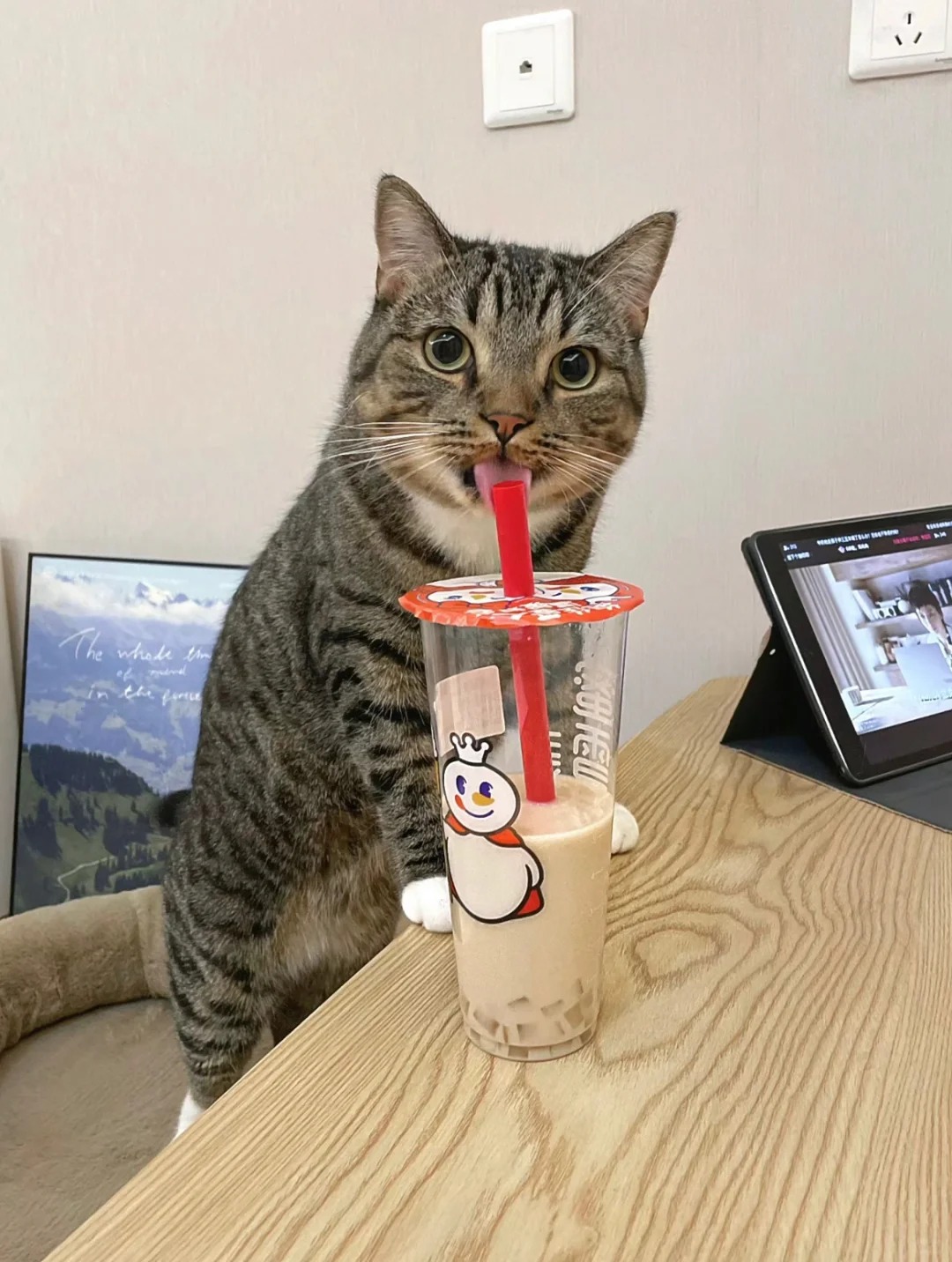 为什么好多人不喜欢狸花猫
是因为土猫不想养吗，满大街流浪猫好多是狸花猫，很好养活