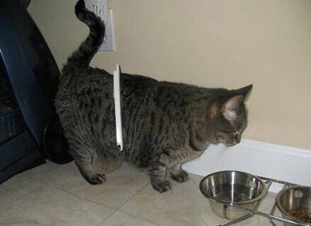 装了一个猫门…