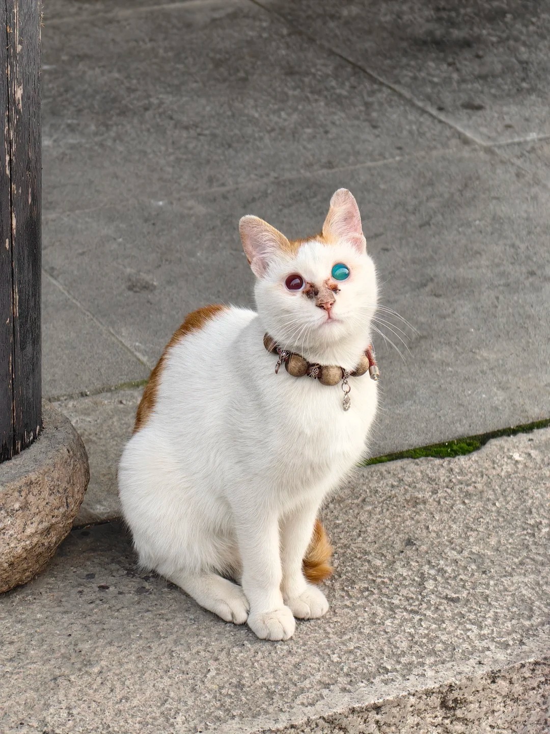 这是什么猫猫
第一次见到这种猫猫，眼睛一红一绿，你们有见过