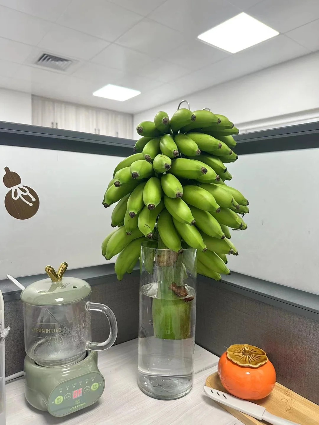 同事工位的桌面绿植
#桌面绿植
 啊惊呆😳说是拒绝焦虑，但还是挺绿的目前#绿植