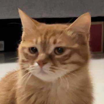谁家好小猫总斜楞别人呀 ​