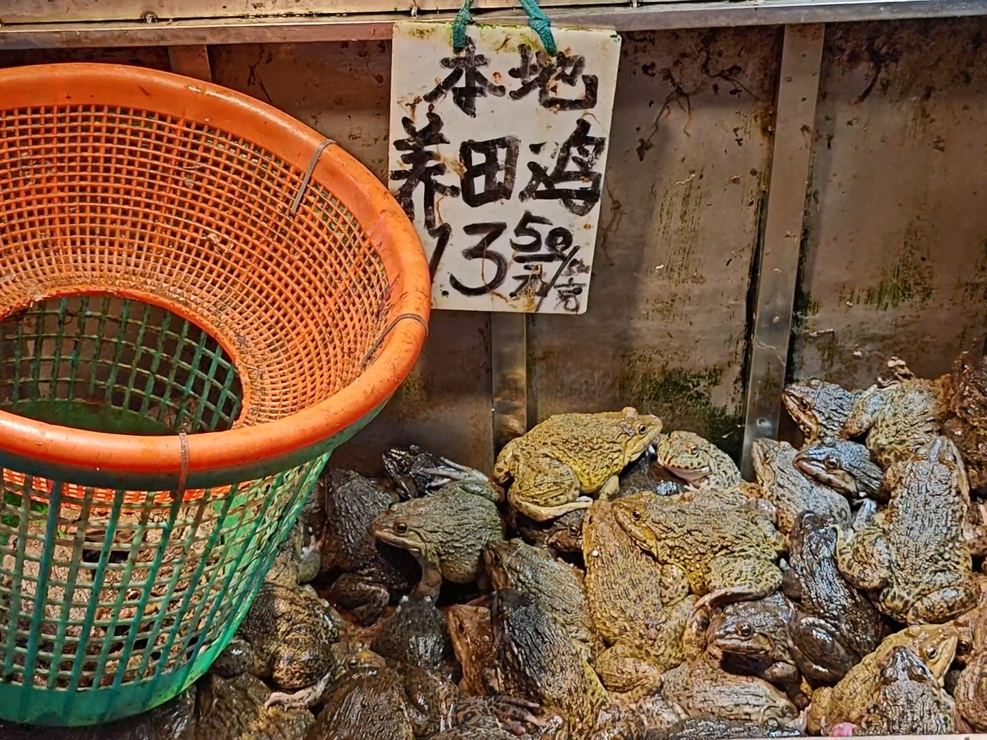田鸡和牛蛙价格。

普通的虎纹蛙（田鸡）13.5/斤，优质虎纹蛙19/斤，牛蛙1