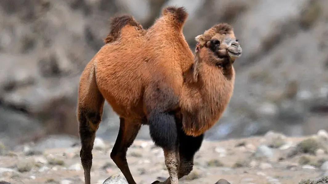 神秘“野骆驼”现身新疆罗布泊，体重超1000斤，号称“荒漠凶兽”