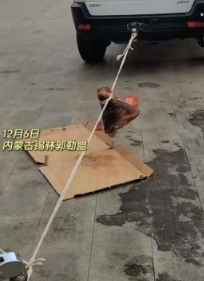 内蒙古锡林郭勒盟，因为猪头冻住了分不开，两位聪明的小伙便选择开两辆越野，

用绳