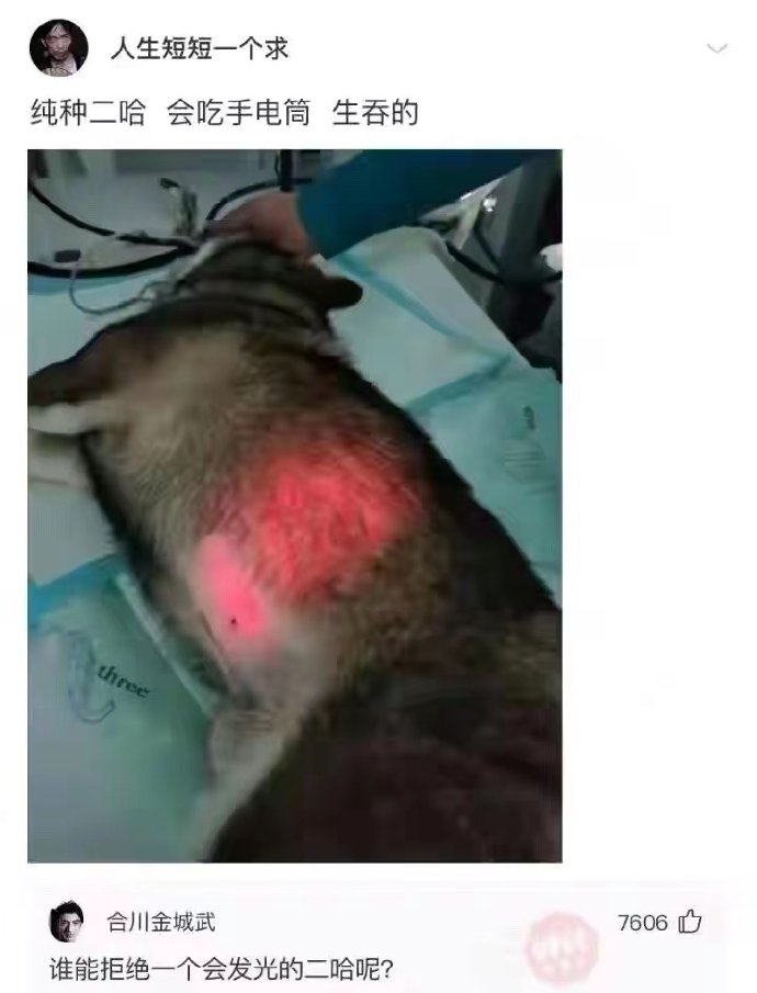 纯种二哈，会吃手电筒，生吞的