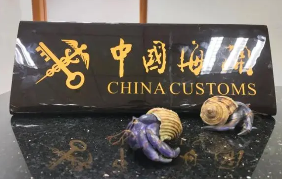 广东，珠海公路口岸，海关工作人员发现一辆入境客车有点不对劲，便拦下来检查，结果吓
