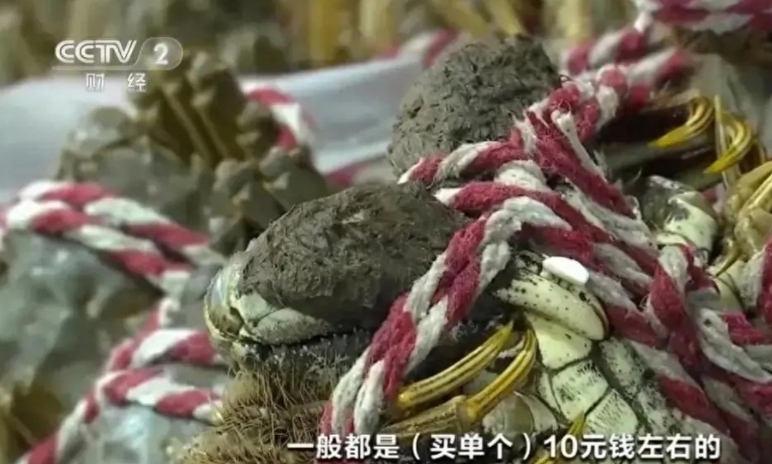 大闸蟹跌破10元一只？这是什么神仙价格？往年这个时候，阳澄湖大闸蟹可是”黄金蟹”