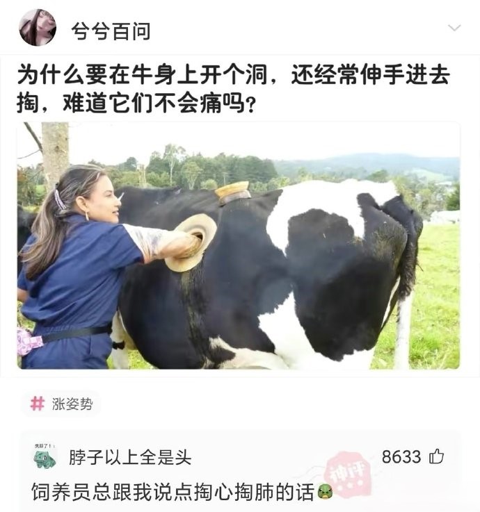为什么要在牛身上开个洞？
