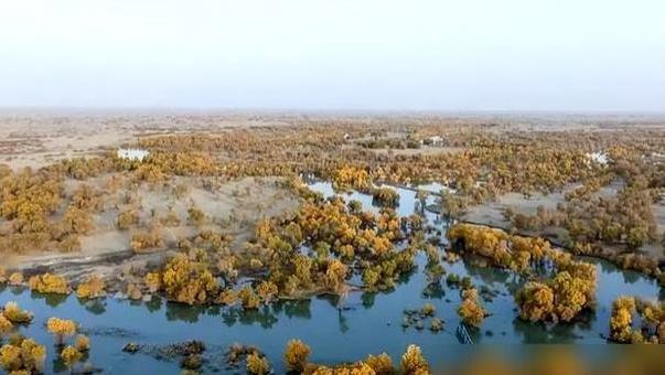 奇迹发生！塔里木盆地湖泊干涸40年，经过输水90亿m3后起死回生