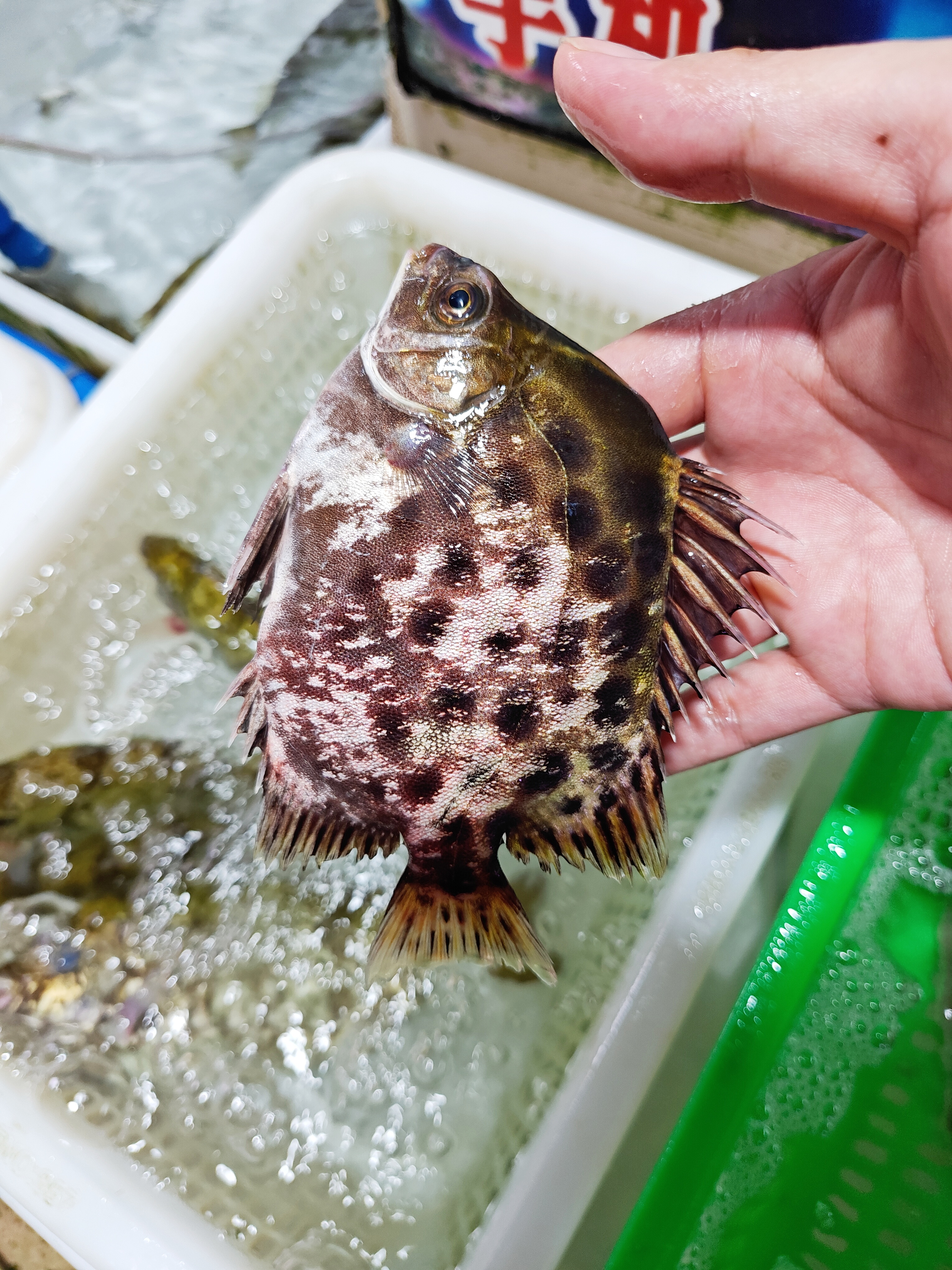 野生的金鼓鱼，正名金钱鱼，野生的其实很漂亮，是海水观赏鱼的一种。可惜这条状态不行