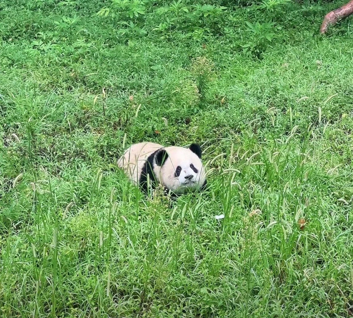 我真的好喜欢渝爱！！！
怎么也看不够，虽然我一直喜欢毛茸茸，但是从来没有这么喜欢