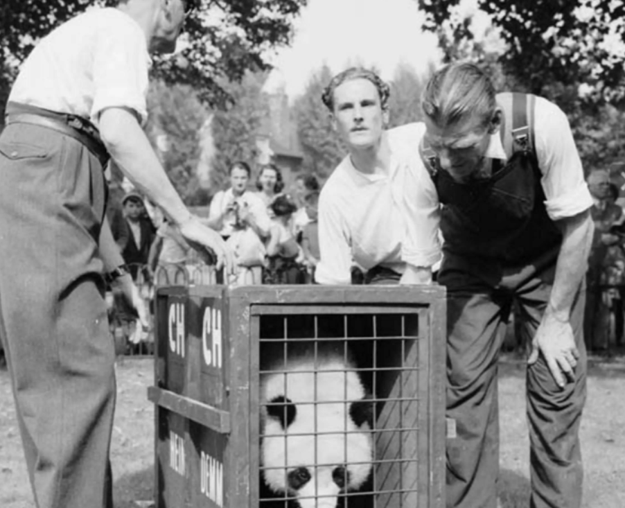 1937年，一只年幼的熊猫被人紧紧捆住四肢，塞进了囚笼，偷运到了伦敦动物园。在那